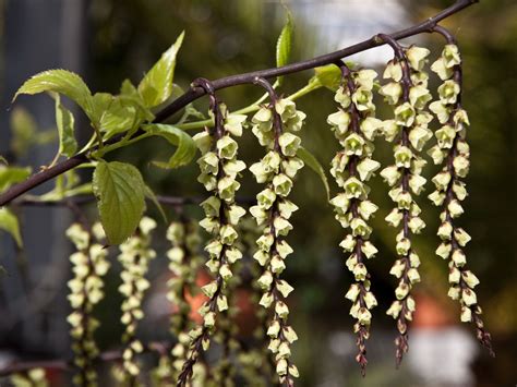 stachyurus chinensis